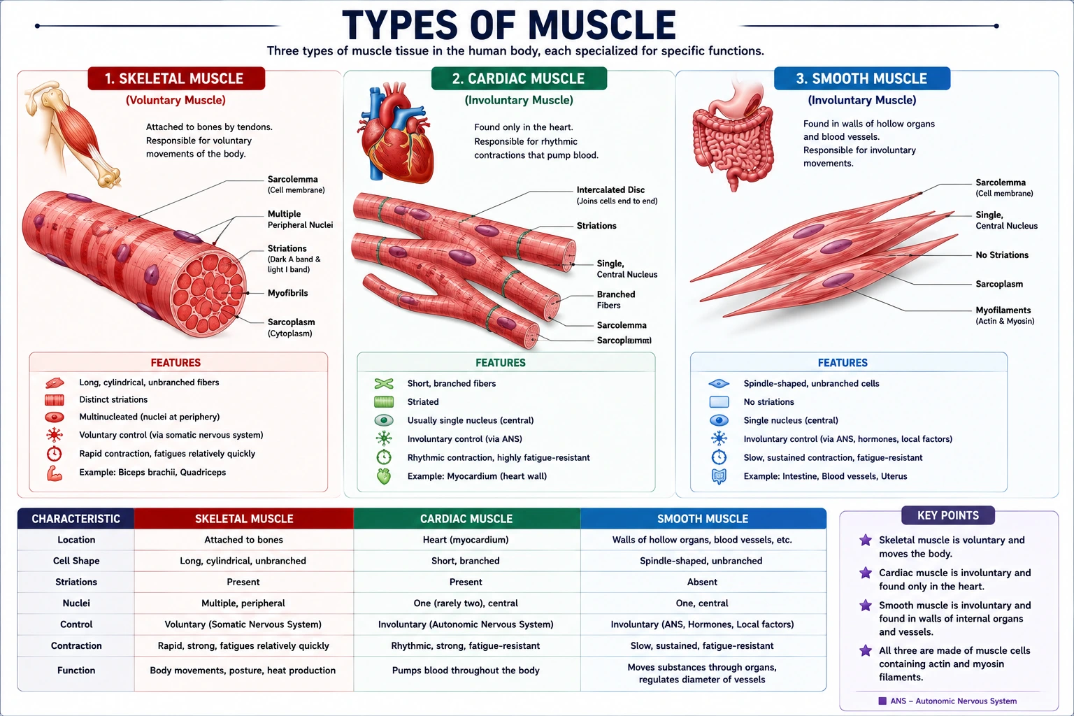 Types of Muscle Tissue
