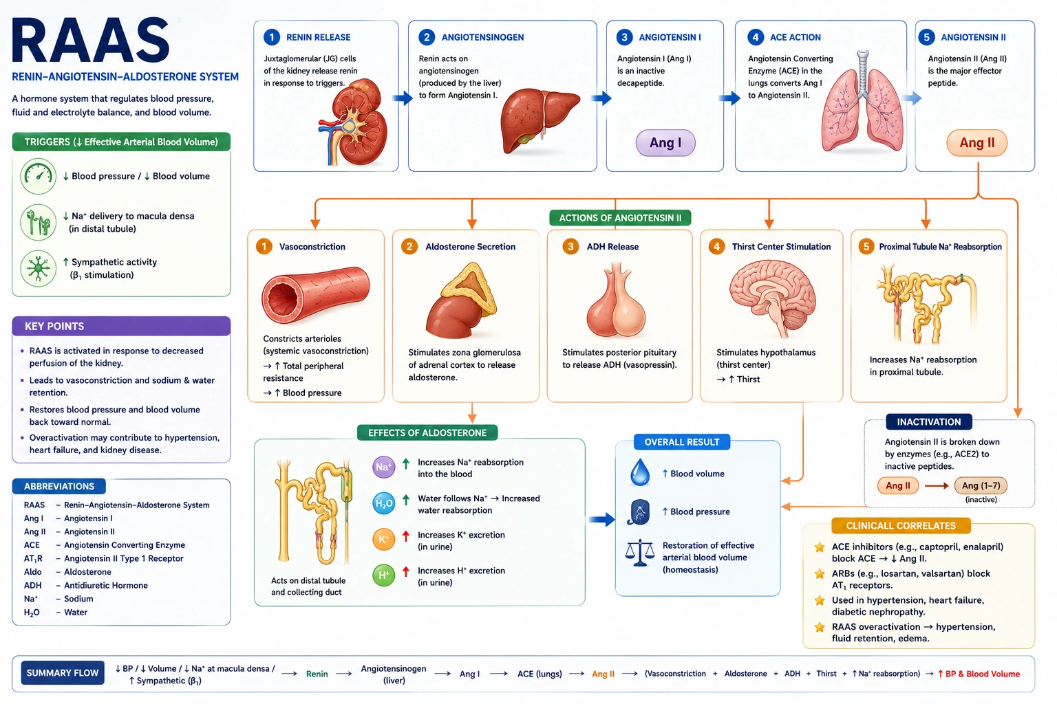 RAAS Pathway