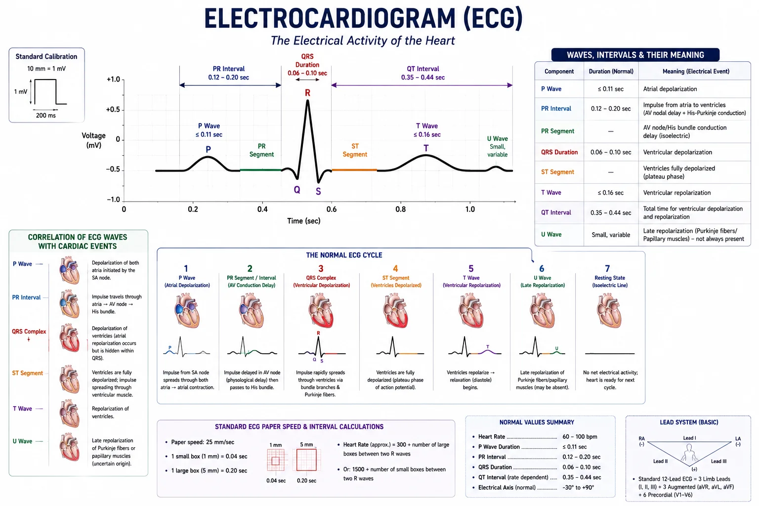 ECG Waveforms