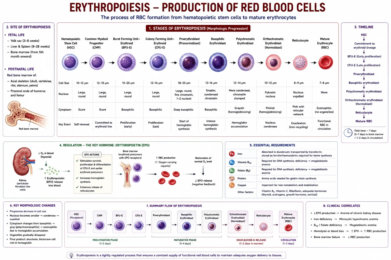 Erythropoiesis â RBC Production