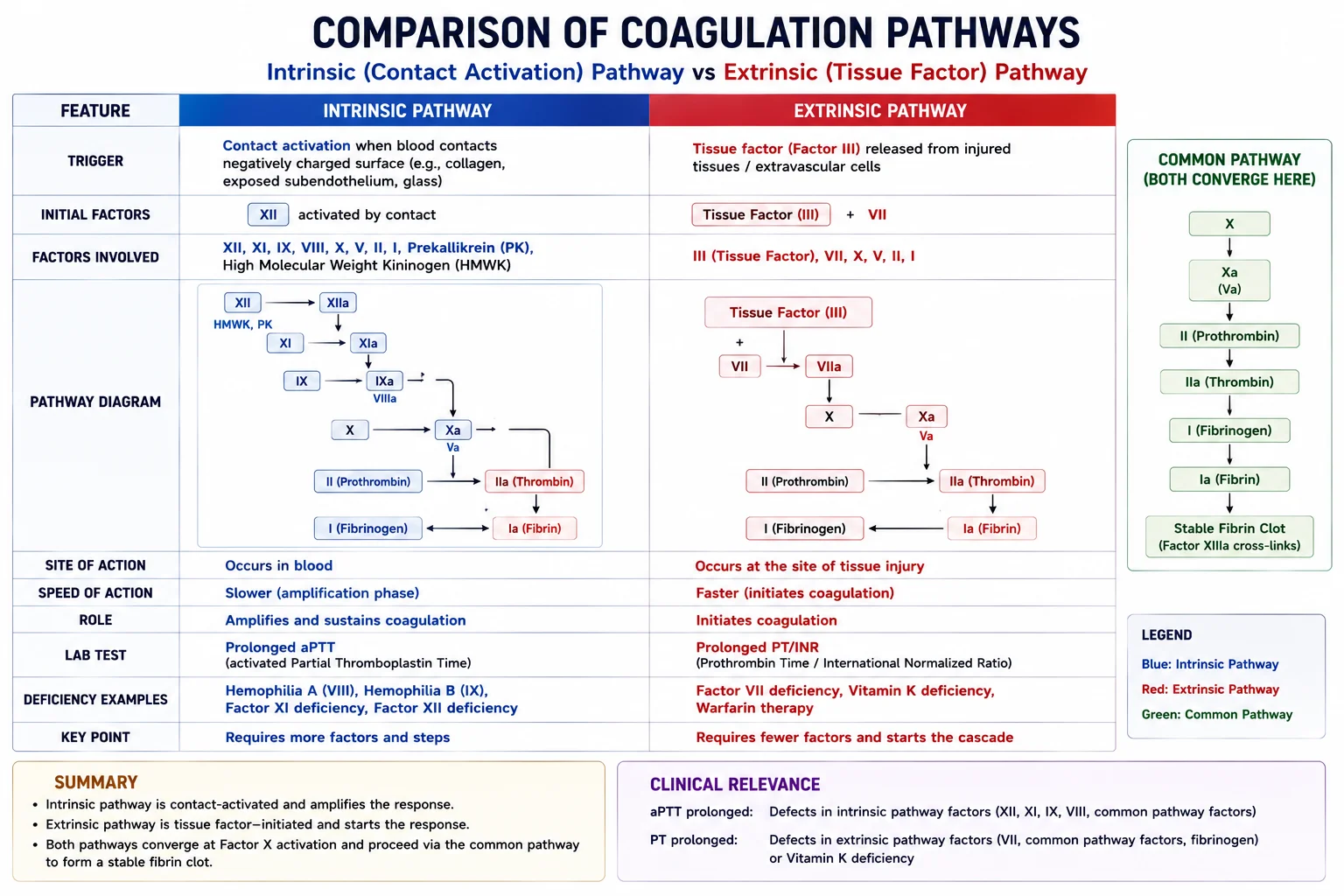 Coagulation Cascade â Extrinsic and Intrinsic Pathways