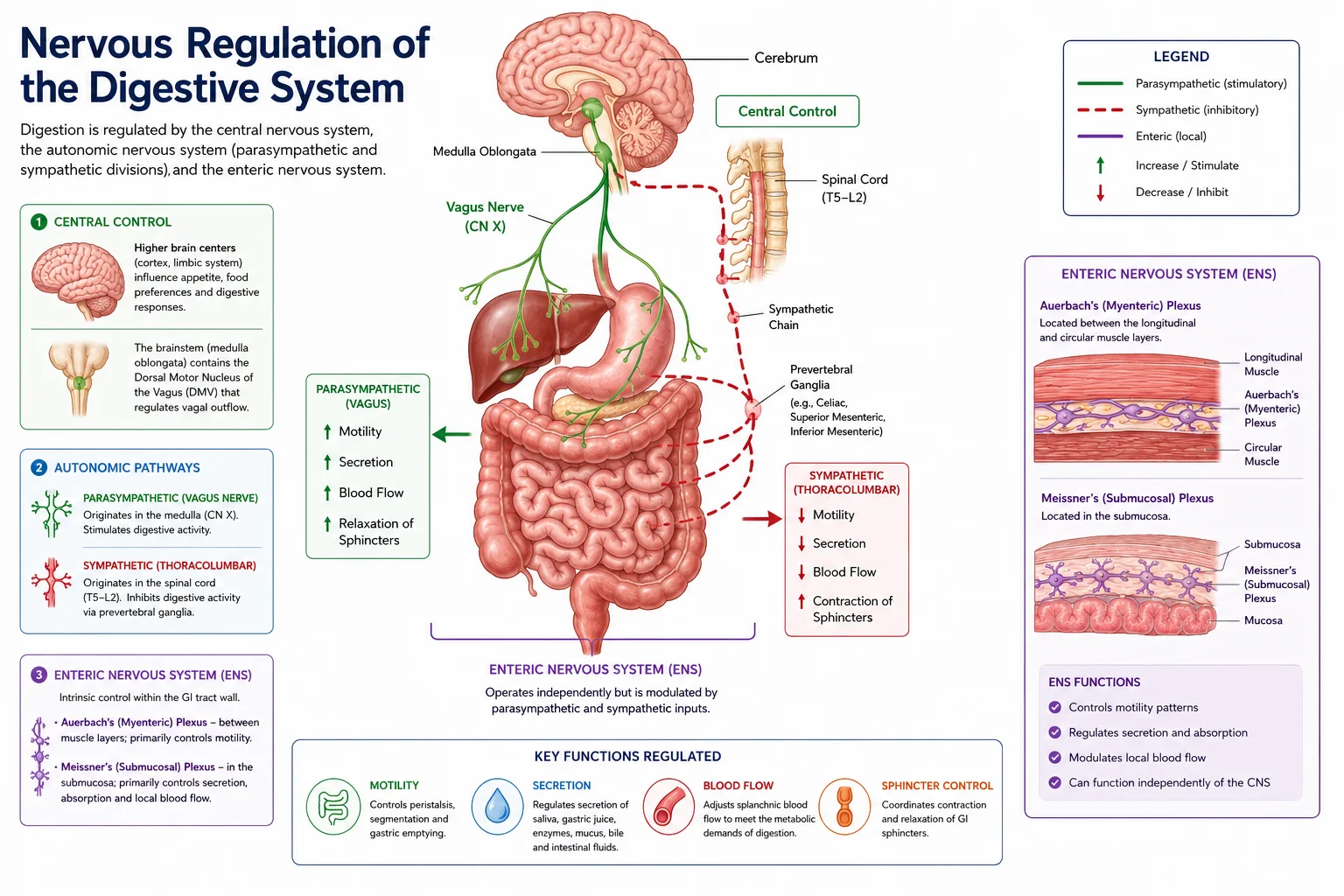 Enteric Nervous System – Neural Control of the Gut