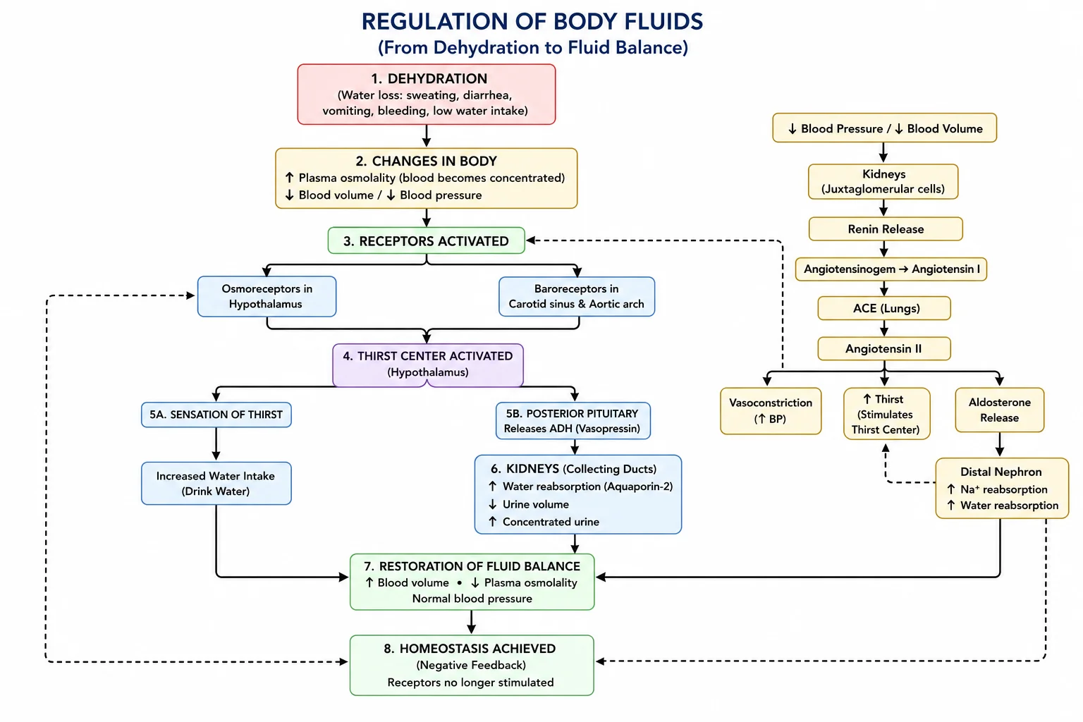 Body Temperature Regulation